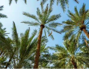 Qassim Palm Oasis